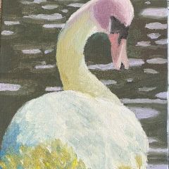 Swan of Color